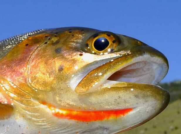 Yellowstone Cutthroat Trout | A Native Yellowstone River Cut… | Flickr