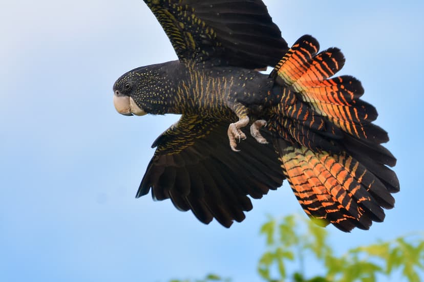 Red-tailed Black-Cockatoo | Flying high! Photo: Jean | Flickr