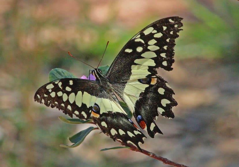 MAD13_01609a | Madagascan Emperor Swallowtail at the Zombits… | Flickr