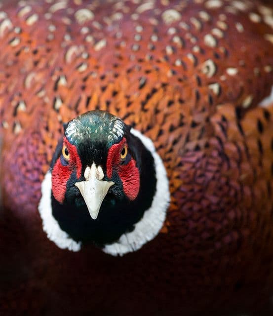 Poem - YOU PHEASANT.... | you pheasant..... You ornery, yell… | Flickr