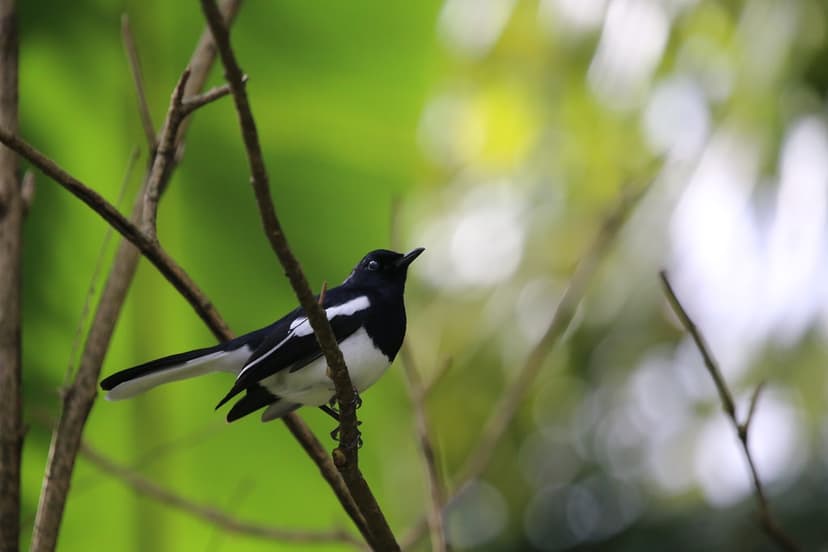 MAGPIE ROBIN | Copsychus saularis- The Oriental Magpie-Robin… | Flickr
