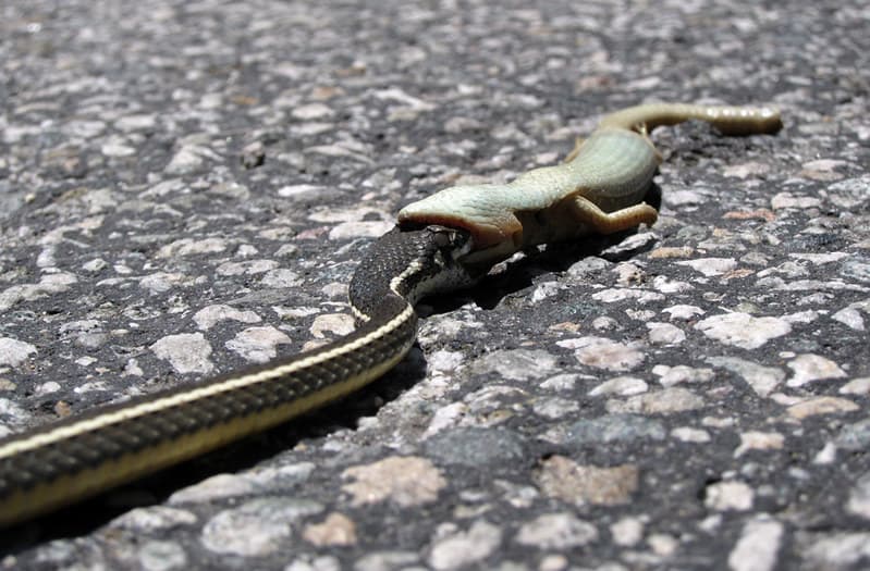 snake & lizard | mr. rollers | Flickr