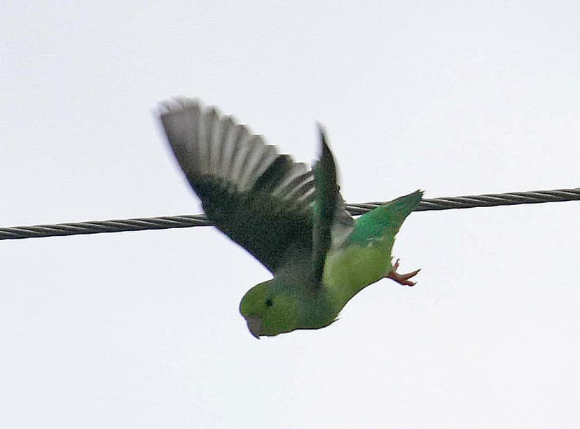 EC17--10011a | Pacific Parrotlet at the Manglares Churute Re… | Flickr