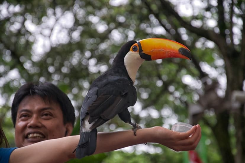 Feeding of the Hand | Toucan, High Flyer Show, Jurong Bird P… | Flickr