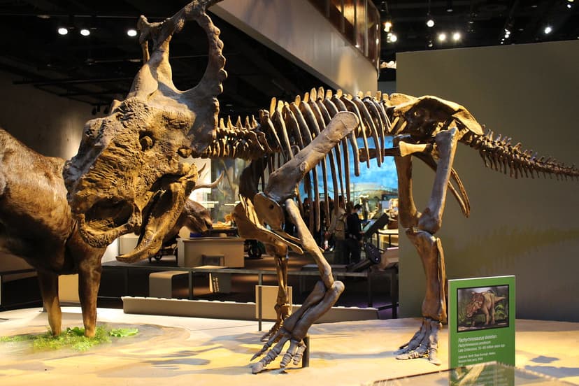 Perot Museum | Pachyrhinosaurus Skeleton (Pachyrhinosaurus p… | Flickr