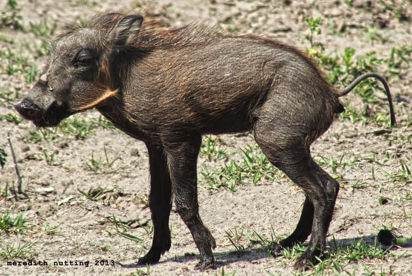 Baby Warthog Pooping | meredith_nutting | Flickr