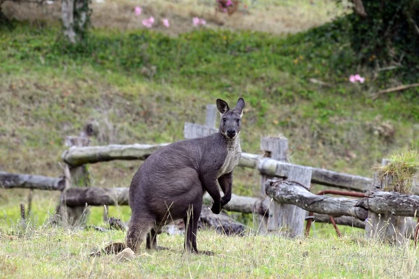 Eastern wallaroo (Macropus robustus) 'goondarwa' | We sighte… | Flickr