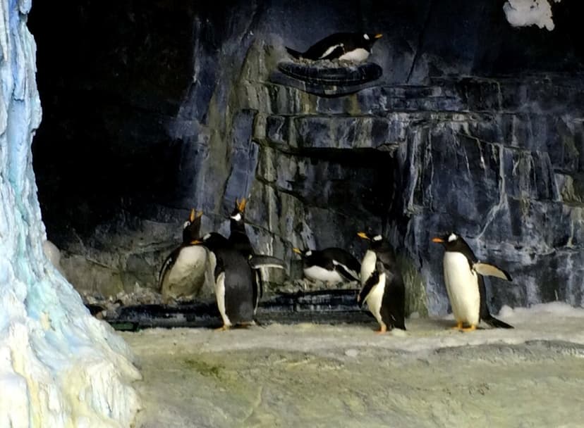 Sea World - Antarctica - Penguin Habitat (2) | Jared | Flickr