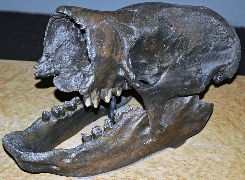 Paramylodon harlani (fossil Harlan's ground sloth) 2 | Flickr