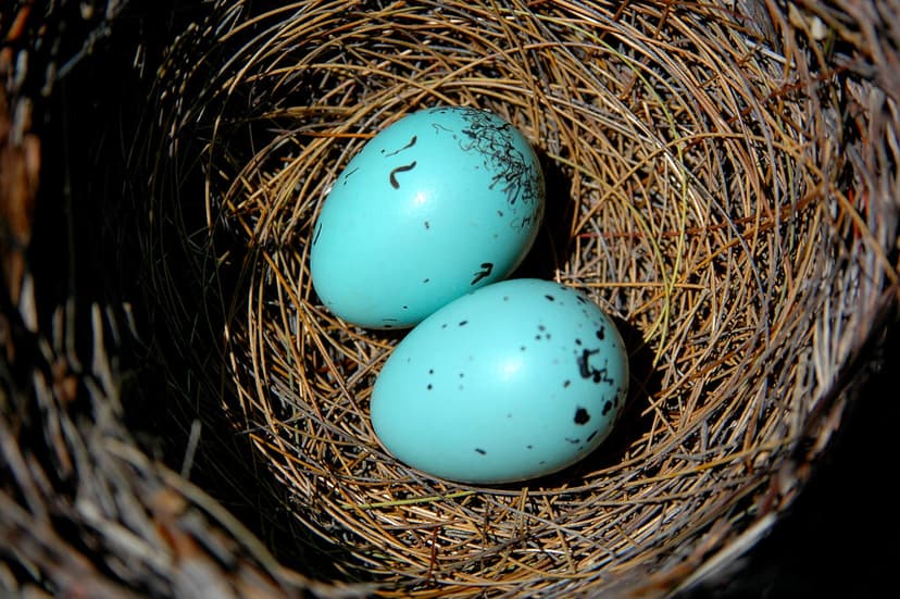 Western Whip-bird eggs. | These are shot by a friend of mine… | Flickr