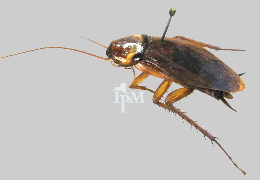 American Cockroach | In nature, American cockroaches are dec… | Flickr