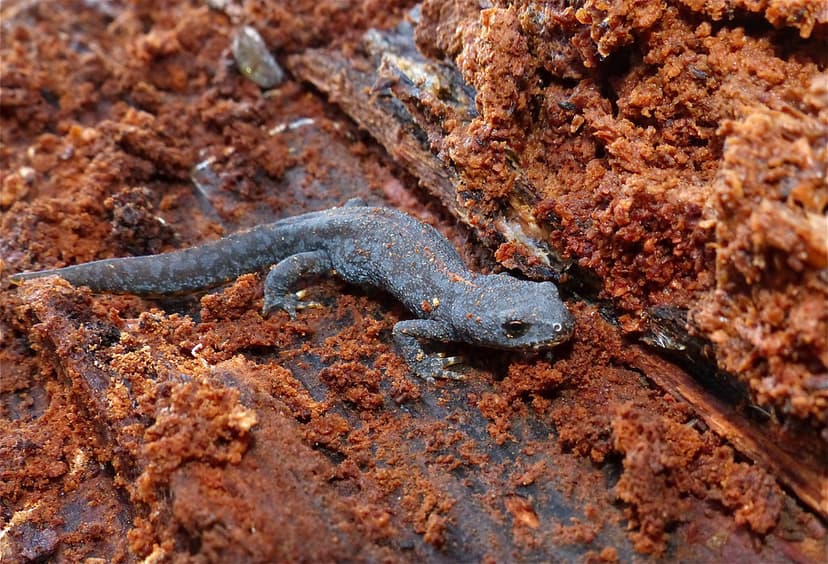 Alpine Newt (Ichthyosaura alpestris) hibernating in dead w… | Flickr