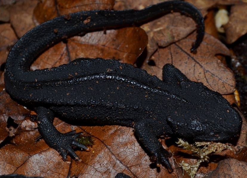 Tylototriton wenxianensis | Wen Xian Knobby Newt Nomenclatur… | Flickr