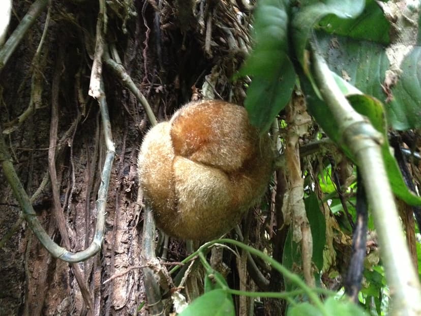 sleeping Silky Anteater | Cyclopes didactylus. Please acknow… | Flickr