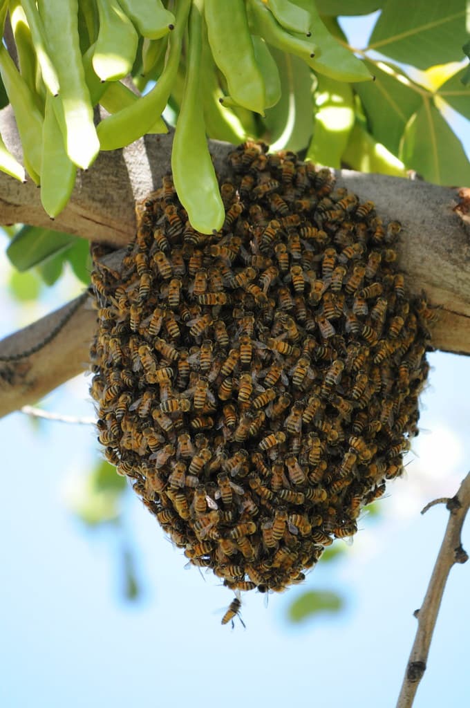 Western Honey Bee Hive | apis mellifera | Andy Blackledge | Flickr