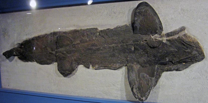 Cladoselache sp. (fossil shark) (Cleveland Shale Member, O… | Flickr