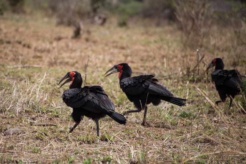 Tarangire National Park Photo Safari | Situated relatively c… | Flickr