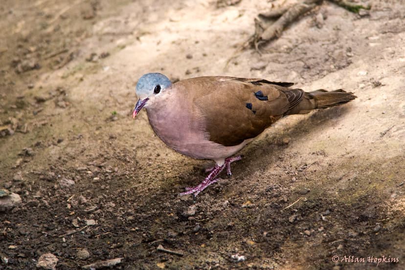 Blue-spotted Wood Dove (Turtur afer) | Abuko Nature Reserve,… | Flickr