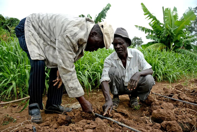 Harvesting season in Nyando climate-smart villages | Flickr