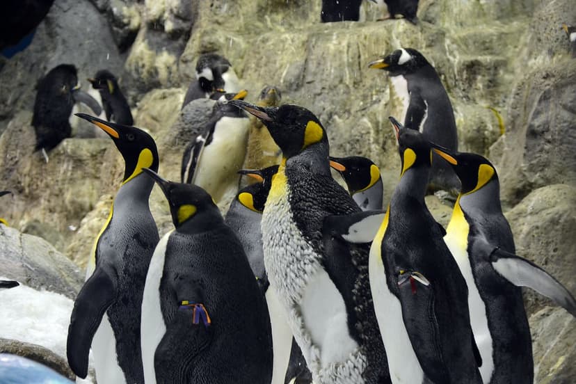aptenodytes forsteri | Kaiserpinguine Emperor penguin apteno… | Flickr