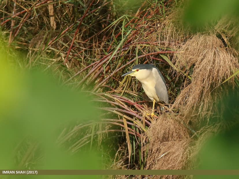 Black-crowned Night Heron (Nycticorax nycticorax) | Black-cr… | Flickr