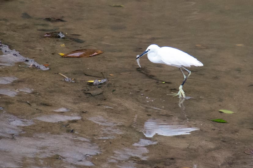 Little Egret (Egretta garzetta) | More about shore birds on … | Flickr