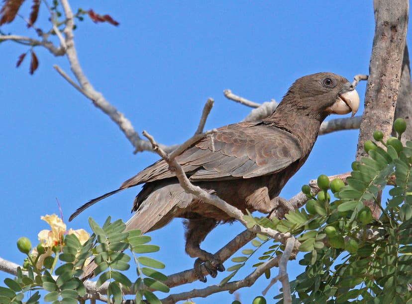 MAD13_02079a | Greater Vasa Parrot south of Ifaty, Madagasca… | Flickr