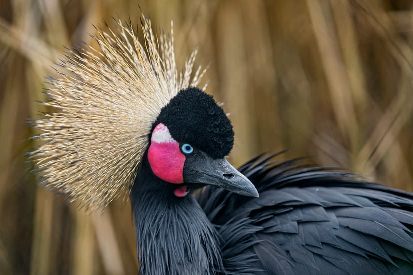 African crowned crane | I think that these birds are really … | Flickr