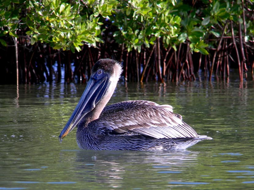 Brown Pelican, Red Mangrove | A happy young brown pelican fl… | Flickr