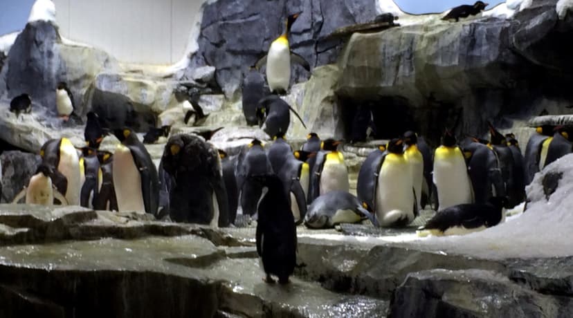 Sea World - Antarctica - Penguin Habitat (3) | Jared | Flickr
