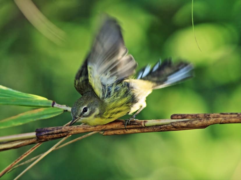 Prairie Warbler taking flight 20140903 | Rather quiet mornin… | Flickr