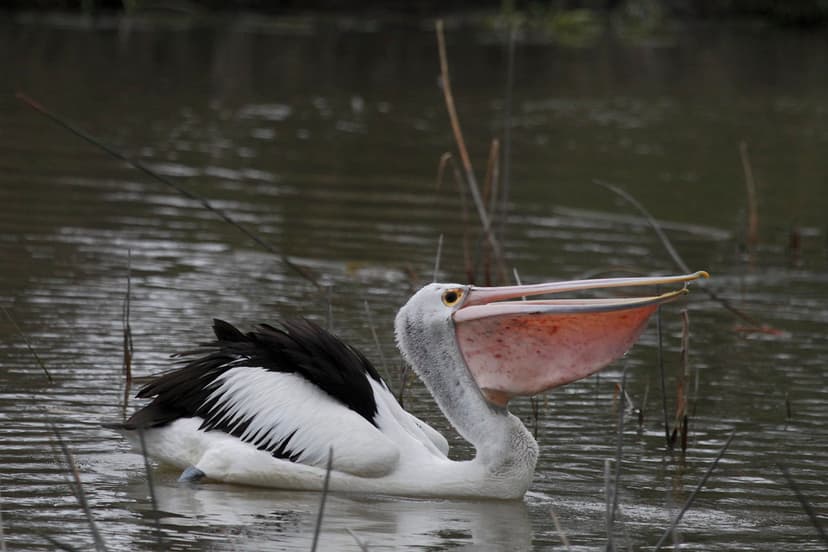 Pelican Fishing | Preparing to swallow. Lake Wendouree. Ball… | Ed ...