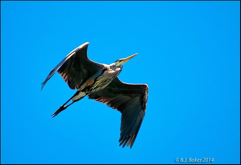 Aerodynamic Flight | In flight, a Great Blue Heron tucks its… | Flickr