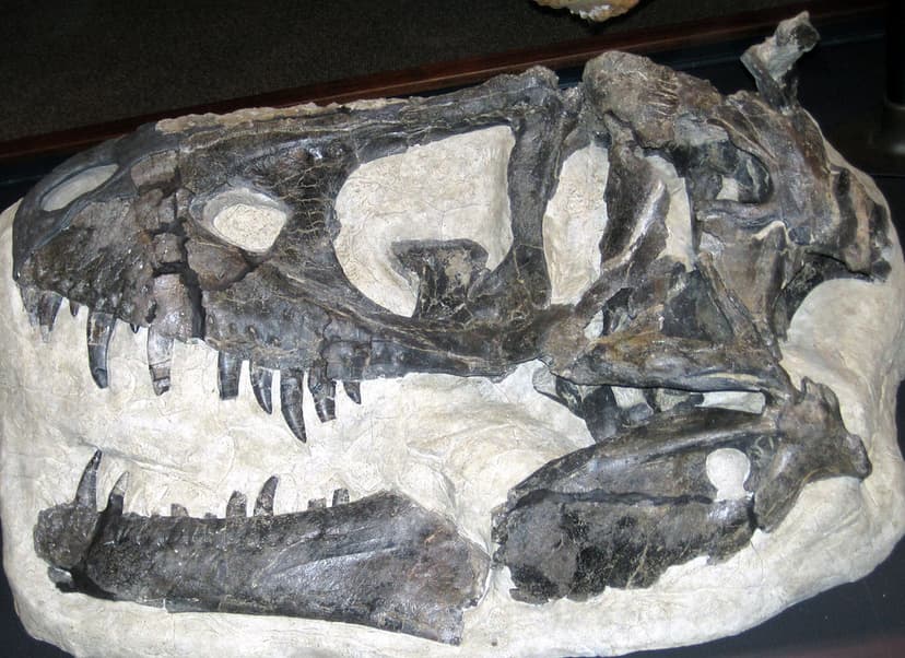 Daspletosaurus new species theropod dinosaur (Two Medicine… | Flickr