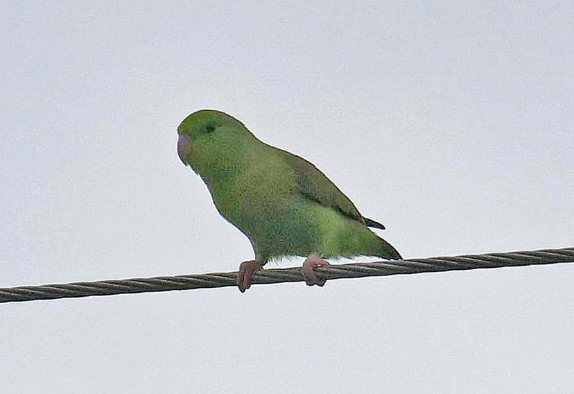 EC17--10009a | Pacific Parrotlet at the Manglares Churute Re… | Flickr