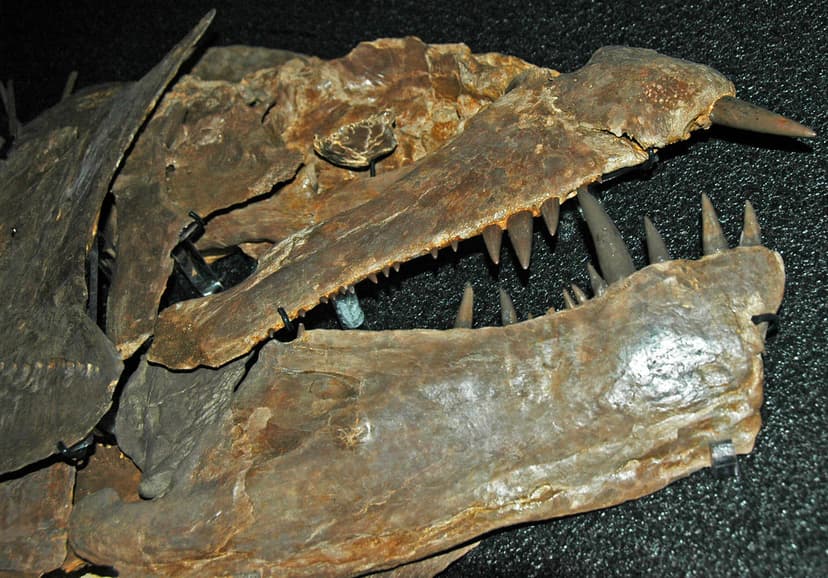 Xiphactinus audax (fossil fish) (Niobrara Formation, Upper… | Flickr