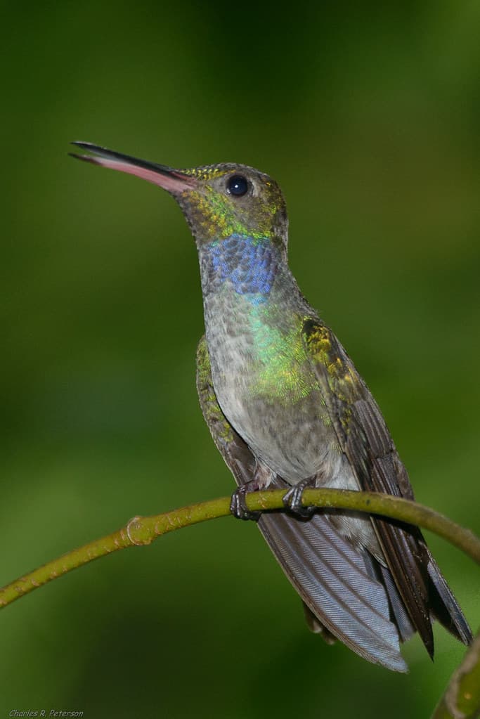 Sapphire-throated Hummingbird 2 - Panama | Soberania Nationa… | Flickr