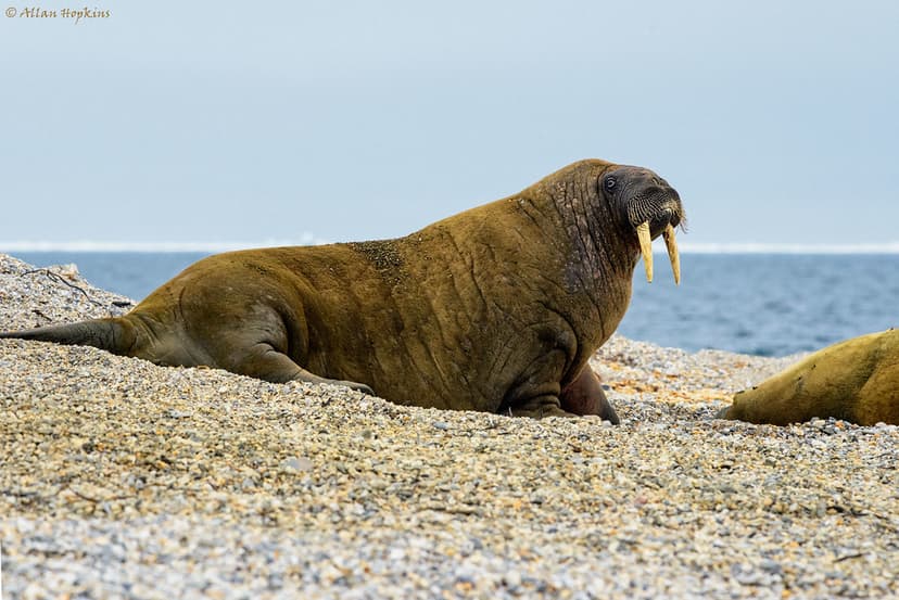 Atlantic Walrus (Odobenus r. rosmarus) male | On land you ge… | Flickr
