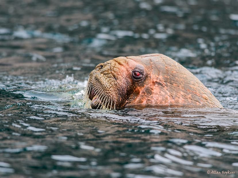 Walrus (Odobenus r. rosmarus) | This young male Walrus made … | Flickr