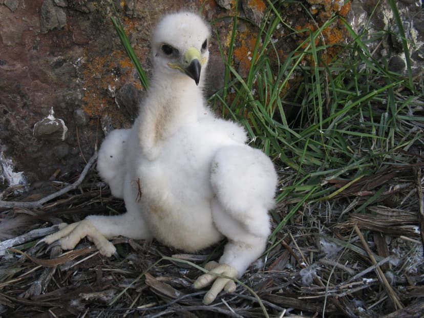 Golden eagle chick | Golden eagle The whitish down on the ch… | Flickr