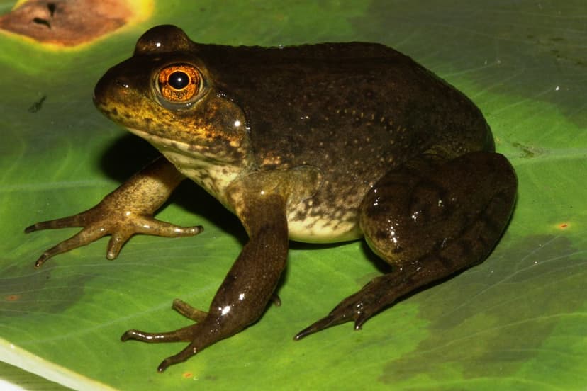 North American bullfrog metamorphosis | Scientific name: Lit… | Flickr
