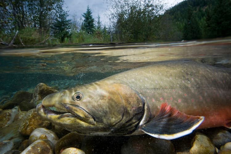 Bull trout | Out on Bighorn (Ram) Creek, one of the last, be… | Flickr