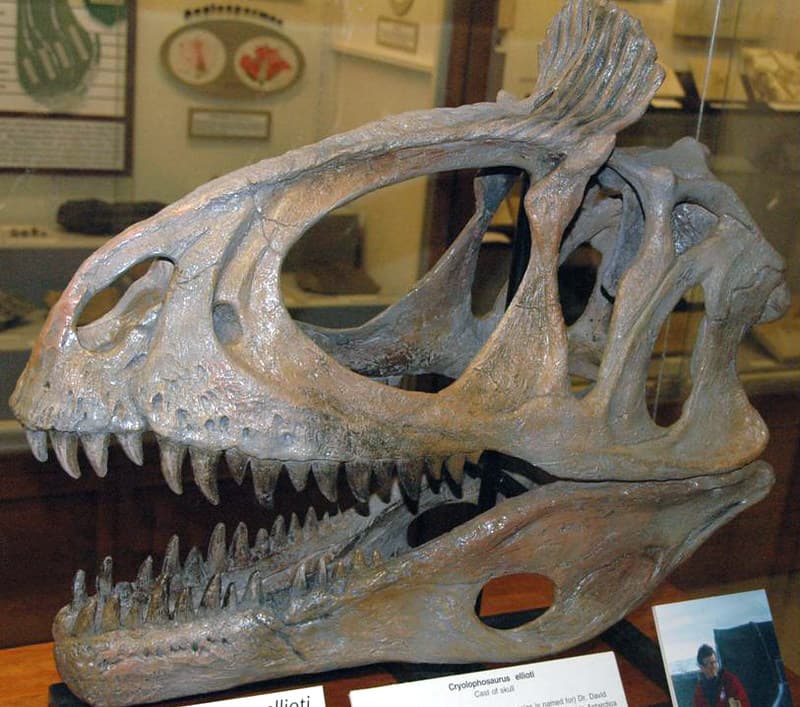 Cryolophosaurus ellioti theropod dinosaur (Hanson Formatio… | Flickr