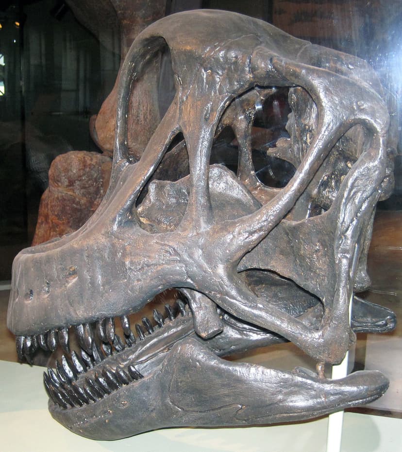 Brachiosaurus sp. sauropod dinosaur (Morrison Formation, U… | Flickr