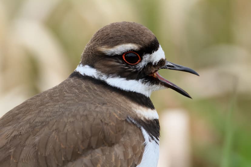 Close Call | This killdeer was chirping to its mate who was … | Flickr