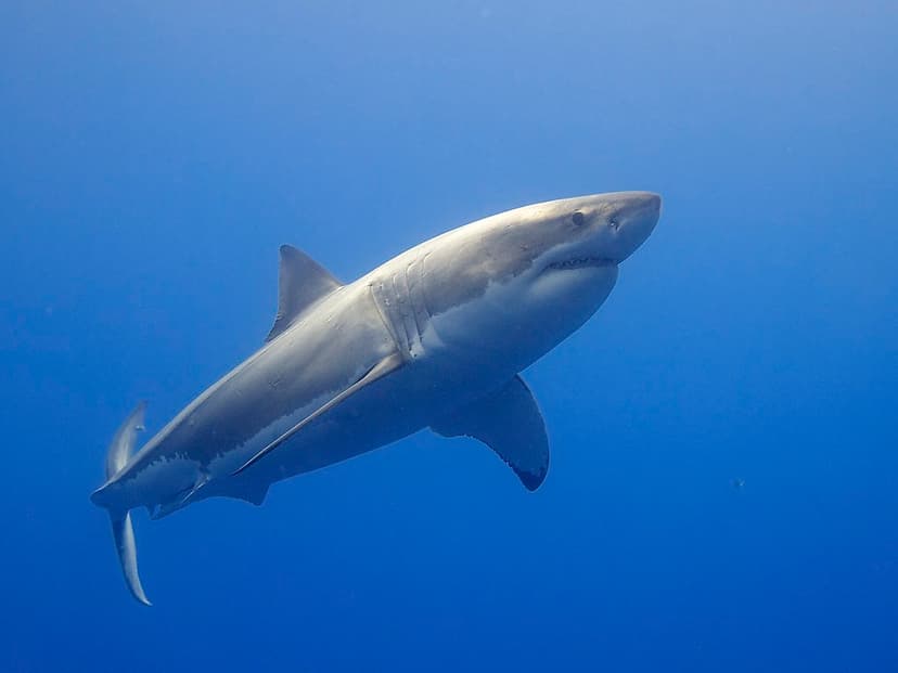 Great White Shark | Elias Levy | Flickr
