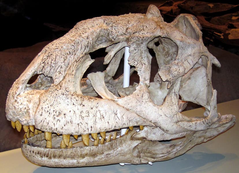Majungasaurus crenatissimus theropod dinosaur (Upper Creta… | Flickr