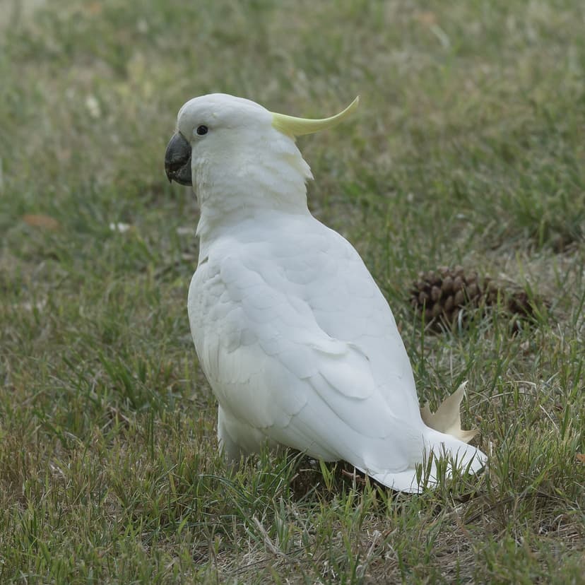 Sulphur-crested Cockatoo - Cacatua galerita - Telopea Park… | Flickr
