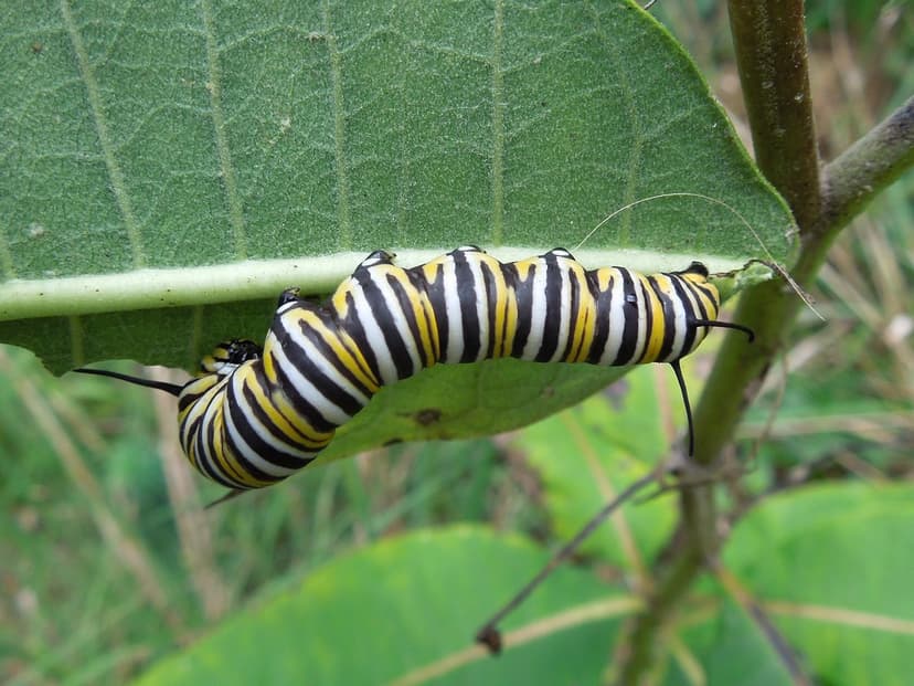 Monarch Butterfly Caterpillar, Virginia | Monarch Butterfly,… | Flickr