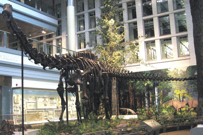 Diplodocus carnegii sauropod dinosaur (Morrison Formation,… | Flickr